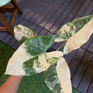 Alocasia Macrozzhiza Variegata
