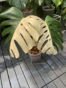 monstera albo borsigiana half moon