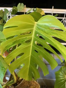 monstera-aure-borsigiana