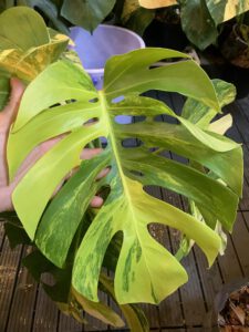 monstera-aure-borsigiana