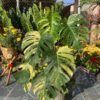 monstera-aure-borsigiana-tphcm