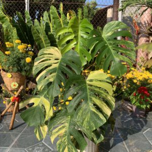 monstera-aure-borsigiana-tphcm