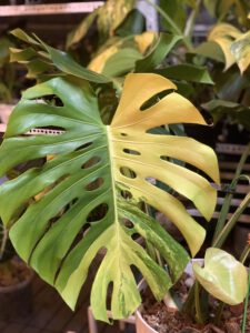 monstera-deliciosa-yellow-marilyn