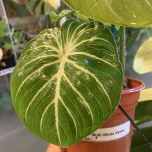 philodendron gloriosum multi white vein
