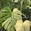 Monstera-deliciosa-mint-variegated