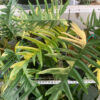 Philodendron-Florida-Beautyxtortum