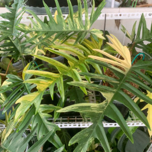 Philodendron-Florida-Beautyxtortum