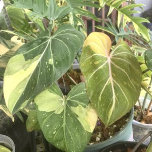 Philodenron-gloriosum-galaxy-variegates