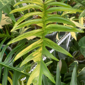enxtortum_philodendron-florida-beautyxtortum