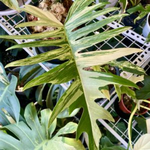 enxtortum_philodendron-florida-beautyxtortum_josmp
