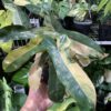 Philodendron-Black-BillietiaexFlorida-Beauty
