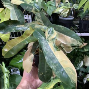 Philodendron-Black-BillietiaexFlorida-Beauty