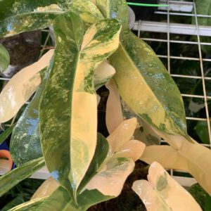 Philodendron-Black-BillietiaexFlorida-Beauty-josmp