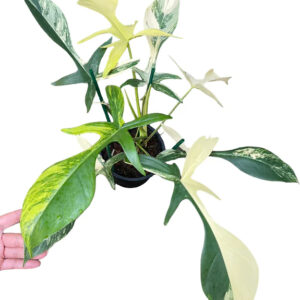 Philodendron-Florida-Beauty×Joepii-Variegated
