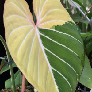 Philodendron-Gloriosum-Albo