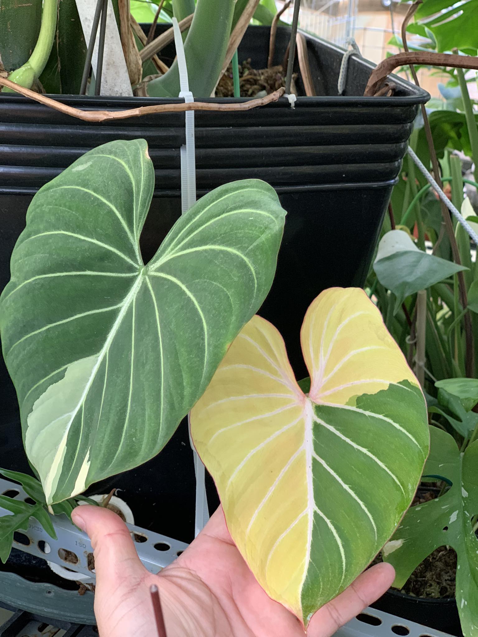 Philodendron-Gloriosum-Albo-jos-mp