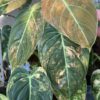 Philodendron-Melanochrysum-Orange-Variegate