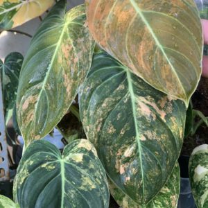 Philodendron-Melanochrysum-Orange-Variegate