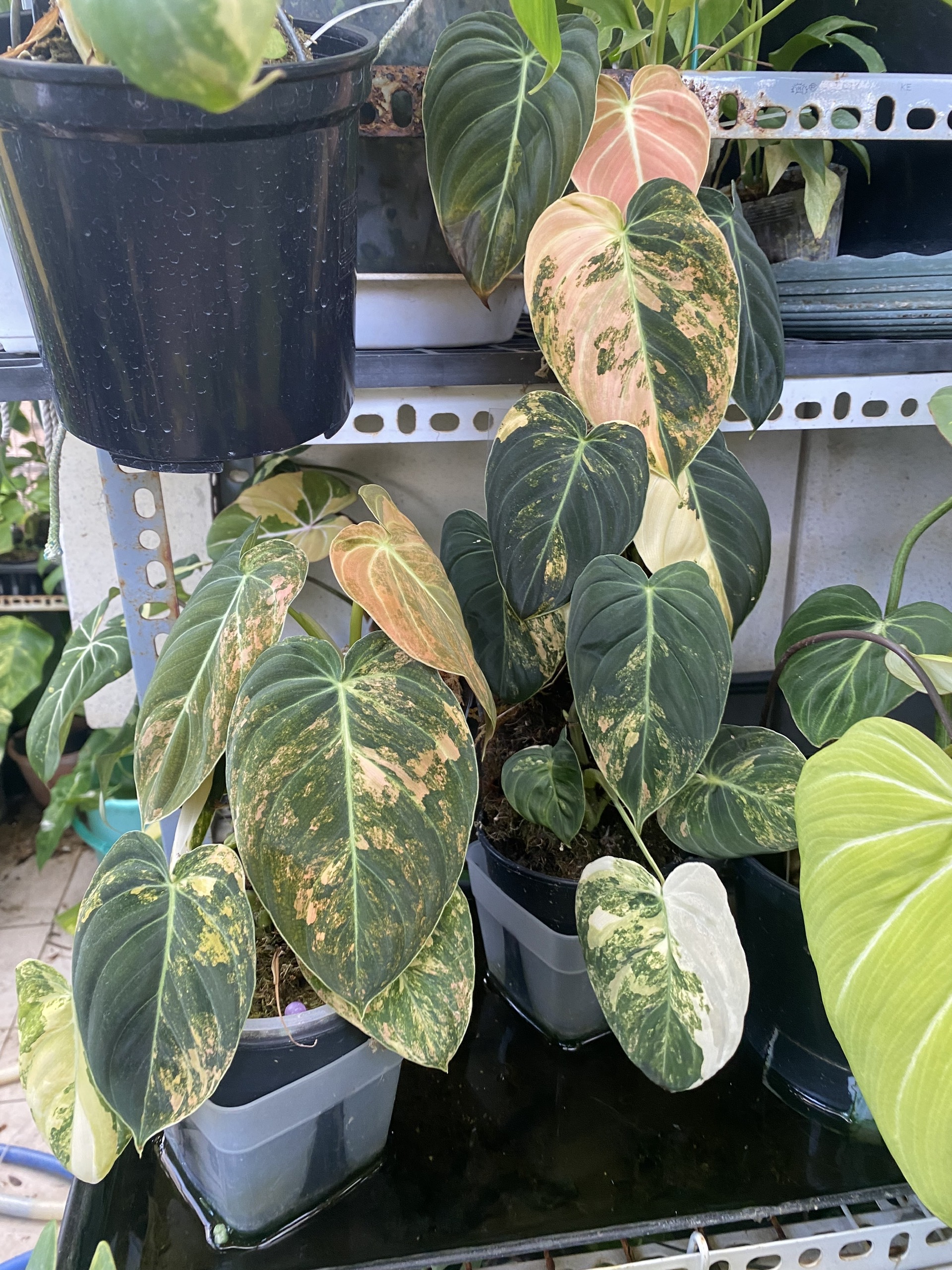 Philodendron-Melanochrysum-Orange-Variegate-jos-mp
